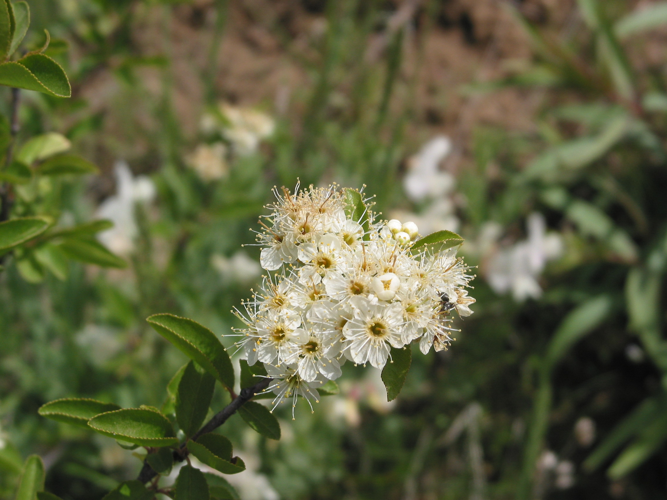 bittercherry (Prunus emarginata)
